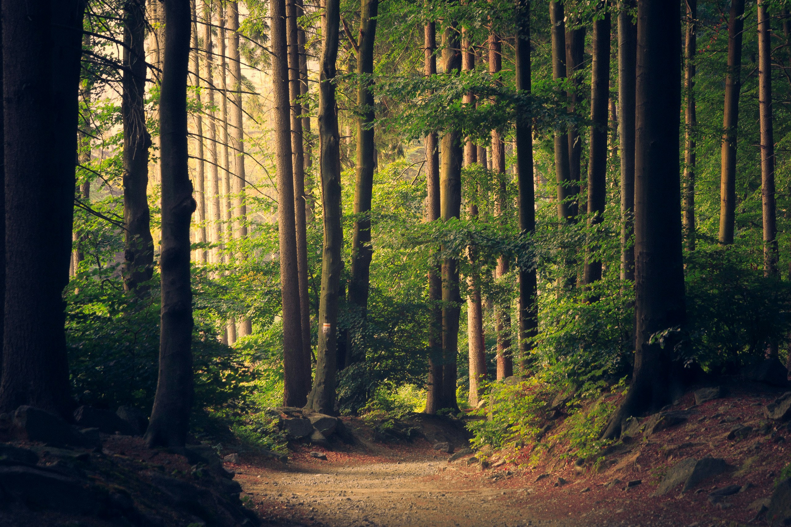 A forest path through tall trees